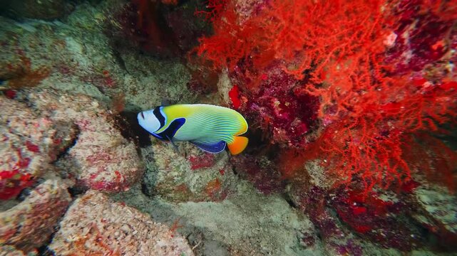 Underwater footage captures the beauty of an Emperor Angelfish Pomacanthus imperator gracefully swimming amidst a colorful coral reef. The vibrant blue, yellow, and black patterns of the fish stand ou