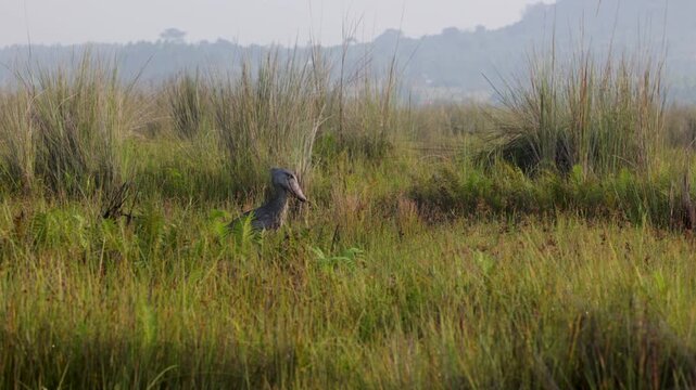 Shoebill bird at Mabamba Swamp, Victoria Lake, Uganda
