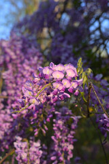 Obraz premium Close Up of Purple Wisteria Flowers Blooming in Spring Sunlight