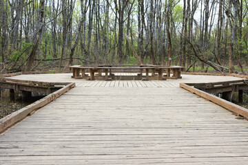 Fototapeta premium Wooden Boardwalk Observation Deck in Spring Forest Park