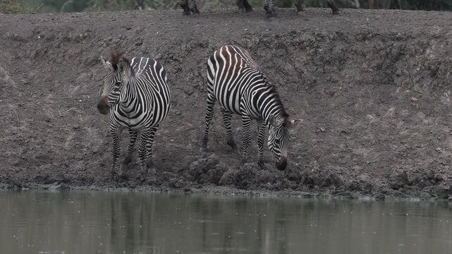 Zebra drinking at a water hole in Lake Mburo National Park, Uganda