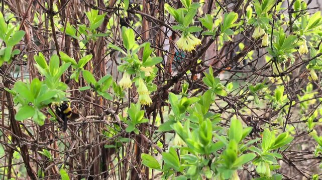 Bumblebee (Bombus) pollinating blooming Honeyberry (Lonicera caerulea) in early spring garden