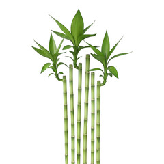Naklejka premium Young bamboo shoots growing upward in clear stems isolated on a transparent background