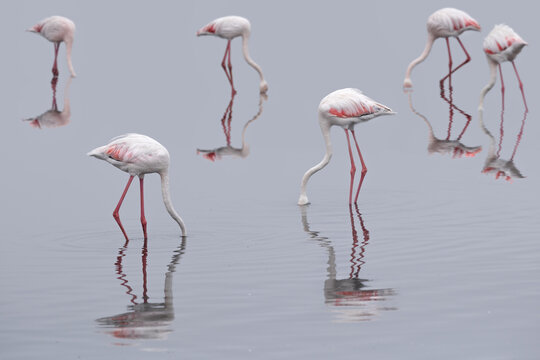 View of greater flamingos feeding in shallow water with clear reflections on the calm surface Swakopmund, Erongo Region, Namibia.