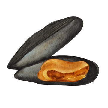 Watercolor open mussel