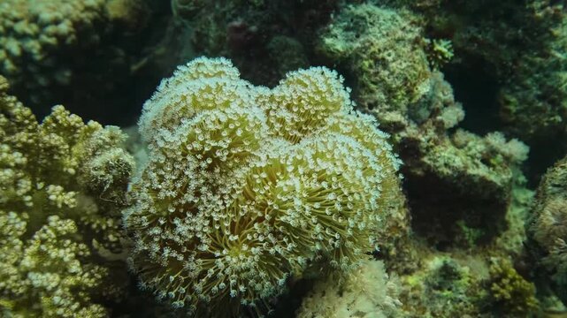 Close up footage of a beautiful soft coral likely a pulsing Xenia or similar Alcyonacea gently swaying and pulsing in a healthy, vibrant coral reef ecosystem.