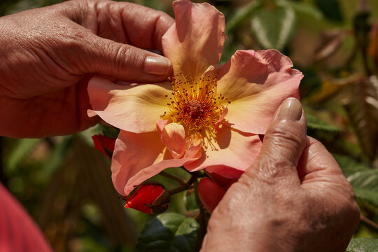 Mano de mujer que coge una flor en el verano mediterr&aacute;neo