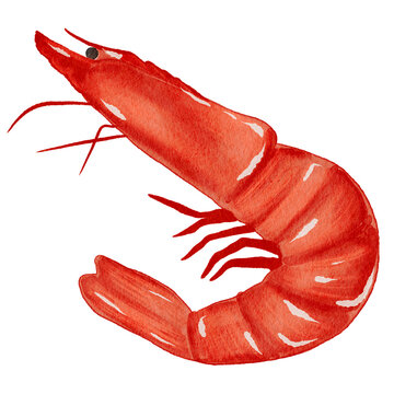 Watercolor  red shrimp