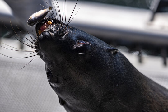 View of a Cape fur seal catching a small fish in its mouth with whiskers visible in Namibia.