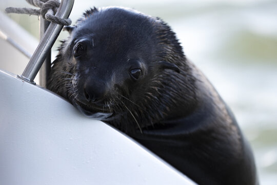 View of a young seal pup with dark wet fur resting its head on the white hull of a boat Namibia.