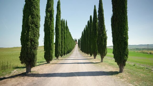 Cypress Tree Road in Val d'Orcia, Tuscany, Italy
