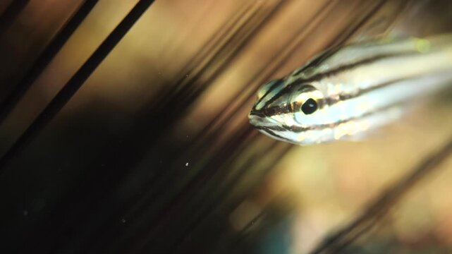 cardinal fish hiding in the needles of sea urchin underwater protection ocean behaviour scenery