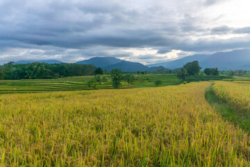 Obraz premium Beautiful morning view in Indonesia, panoramic landscape of rice fields with mountain ranges and clear sky