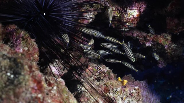 cardinal fish hiding in the needles of sea urchin underwater protection ocean behaviour scenery