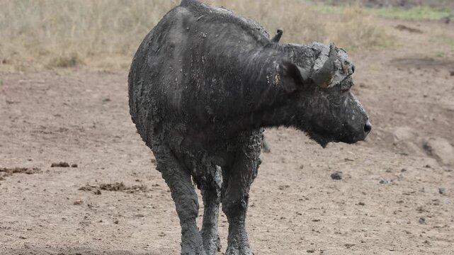 African Buffalo taking a mud bath in Lake Mburo National Park, Uganda