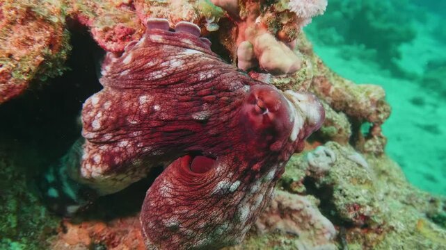 Close up underwater footage captures a vibrant common octopus expertly camouflaging itself against a textured coral reef. Its skin shimmers with intricate patterns and colors, blending seamlessly with
