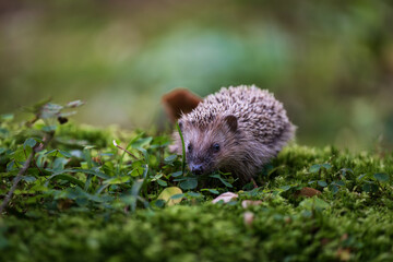 Small European hedgehog (Erinaceus europaeus) walking on green moss in the autumn forest © Rudolf