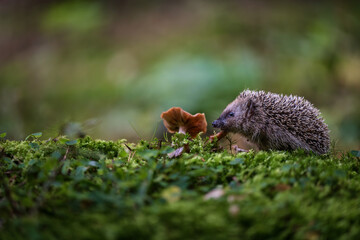 Small European hedgehog (Erinaceus europaeus) walking on green moss in the autumn forest © Rudolf