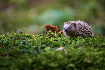 Small European hedgehog (Erinaceus europaeus) walking on green moss in the autumn forest © Rudolf