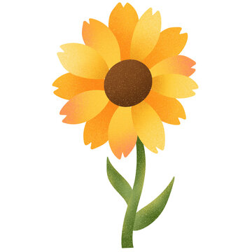 Yellow sunflower