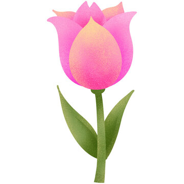 Pink and yellow tulip