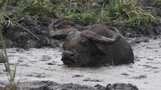 African Buffalo taking a mud bath in Lake Mburo National Park, Uganda