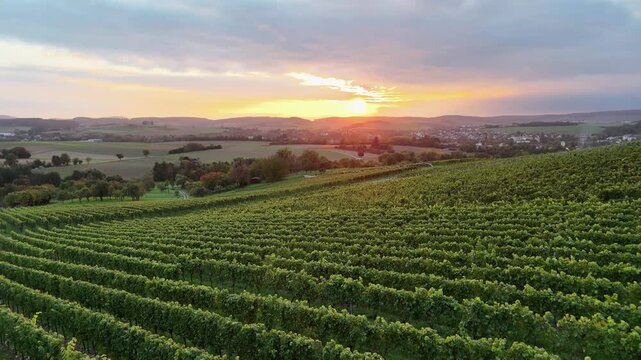 Flying through vineyard rows at sunset with green grape plants and countryside landscape