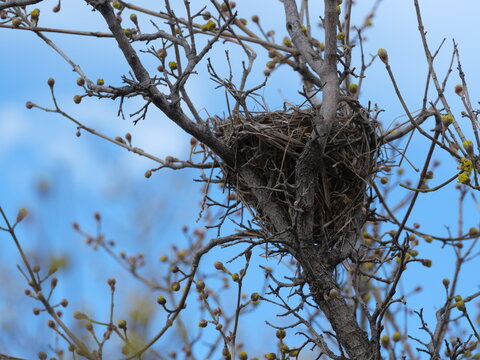 Bird Nest in Cornelian Cherry Dogwood Tree with Buds, Early Spring Colorado