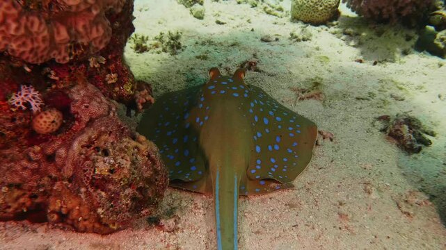 A close up shot of a vibrant bluespotted ribbontail ray Taeniura lymma gracefully swimming over a sandy ocean floor, surrounded by colorful coral formations in its natural habitat.