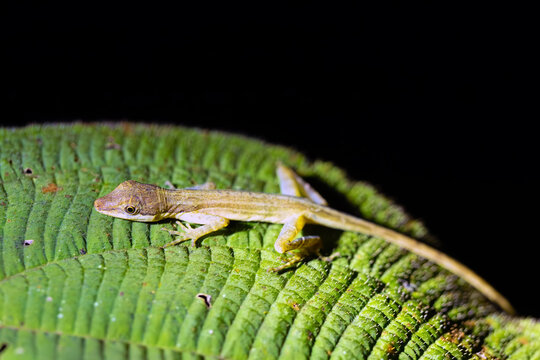 Anolis limifrons, also known commonly as the slender anole or the border anole, adult resting on a leaf at night.
