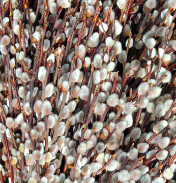 Palmk&auml;tzchenstrau&szlig; - bunch of catkin branches