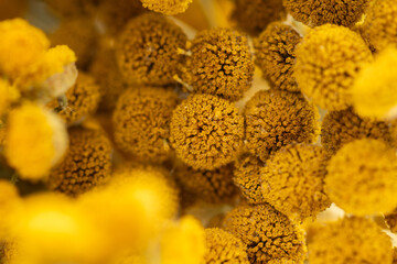 Tansy flowers macro close up yellow inflorescences © grthirteen