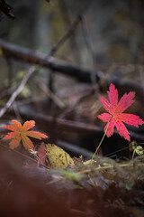 Red leaf on forest floor in autumn © grthirteen