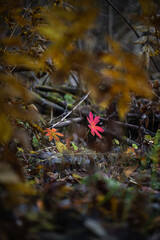 Red leaf on forest floor in autumn © grthirteen