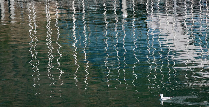Stimmung im Hafen mit Spiegelung von Bootsmasten und einsamer M&ouml;ve - harfbour mood with reflected masts and a lonely seagull
