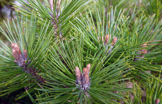Legf&ouml;hre mit Knospen - Pinus mugo mugo