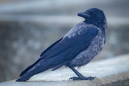 Ein Kr&auml;he sitzt auf einer Mauer