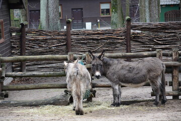 Osioł Osiołek patrzący się podczas posiłki  © Marek
