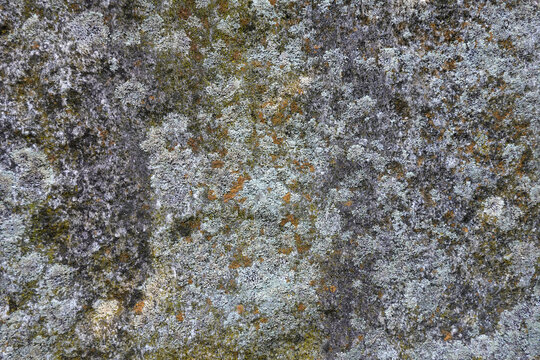 variety lichens living on granite surface - verschiedene Flechten besiedeln eine Oberfl&auml;che aus Granit