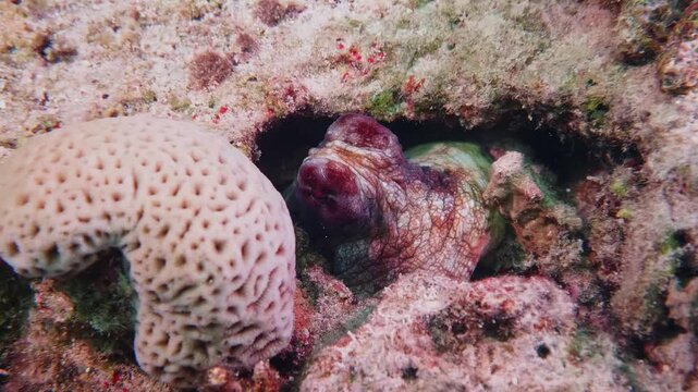 Close up underwater footage of a vibrant octopus skillfully camouflaging itself within the intricate structures of a coral reef. This captivating marine creature demonstrates its natural ability to bl