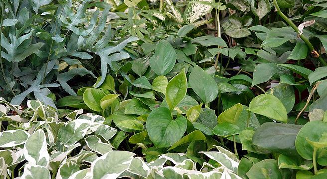 tropische Zimmerpflanzen - indoor jungle