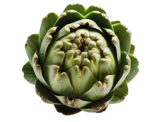 Fototapeta premium Isolated fresh raw whole green globe artichoke, healthy culinary vegetable ingredient