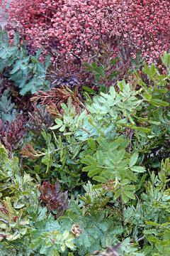 Floristik: Bindegr&uuml;n und Beiwerk - floristy: foliage