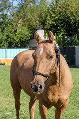 Fototapeta premium Brown horse wearing rope halter standing on grass