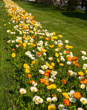 un parterre de fleurs au printemps dans le jardin des plantes &agrave; Paris en France