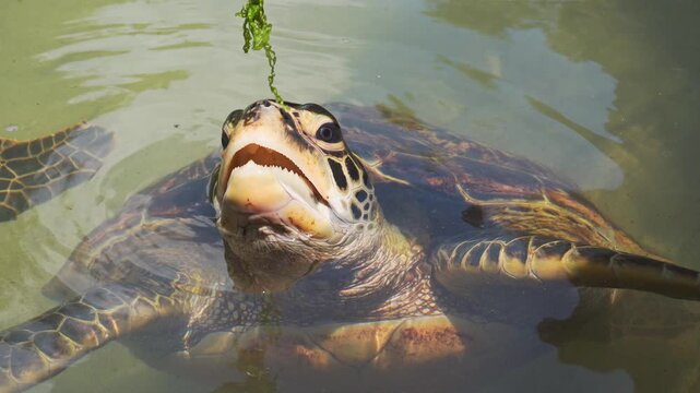 Close up Green sea turtle feeding on algae in a natural sanctuary. Detailed view of its beak, shell, and gentle movements in shallow turquoise water
