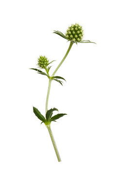 Flower and bud of eryngium isolated on white or transparent background