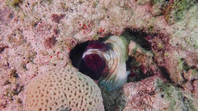 underwater footage of an octopus expertly camouflaged and hiding within a cave in a vibrant coral reef. This intelligent marine creature demonstrates its natural ability to blend into its surroundings