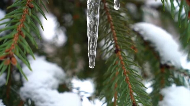 Close-up of an icicle hanging from a snow-covered pine branch in winter.
