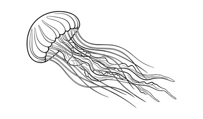 Minimal jellyfish line art vector illustration with flowing tentacles isolated on white background © Najmul
